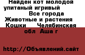 Найден кот,молодой упитаный игривый 12.03.2017 - Все города Животные и растения » Кошки   . Челябинская обл.,Аша г.